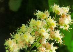 © Healing Herbs © Healing Herbs