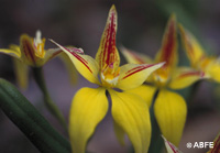  © Australian Bush Flower Essences