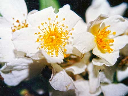  © Himalayan Flower Enhancers