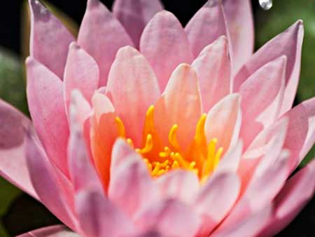  © Himalayan Flower Enhancers