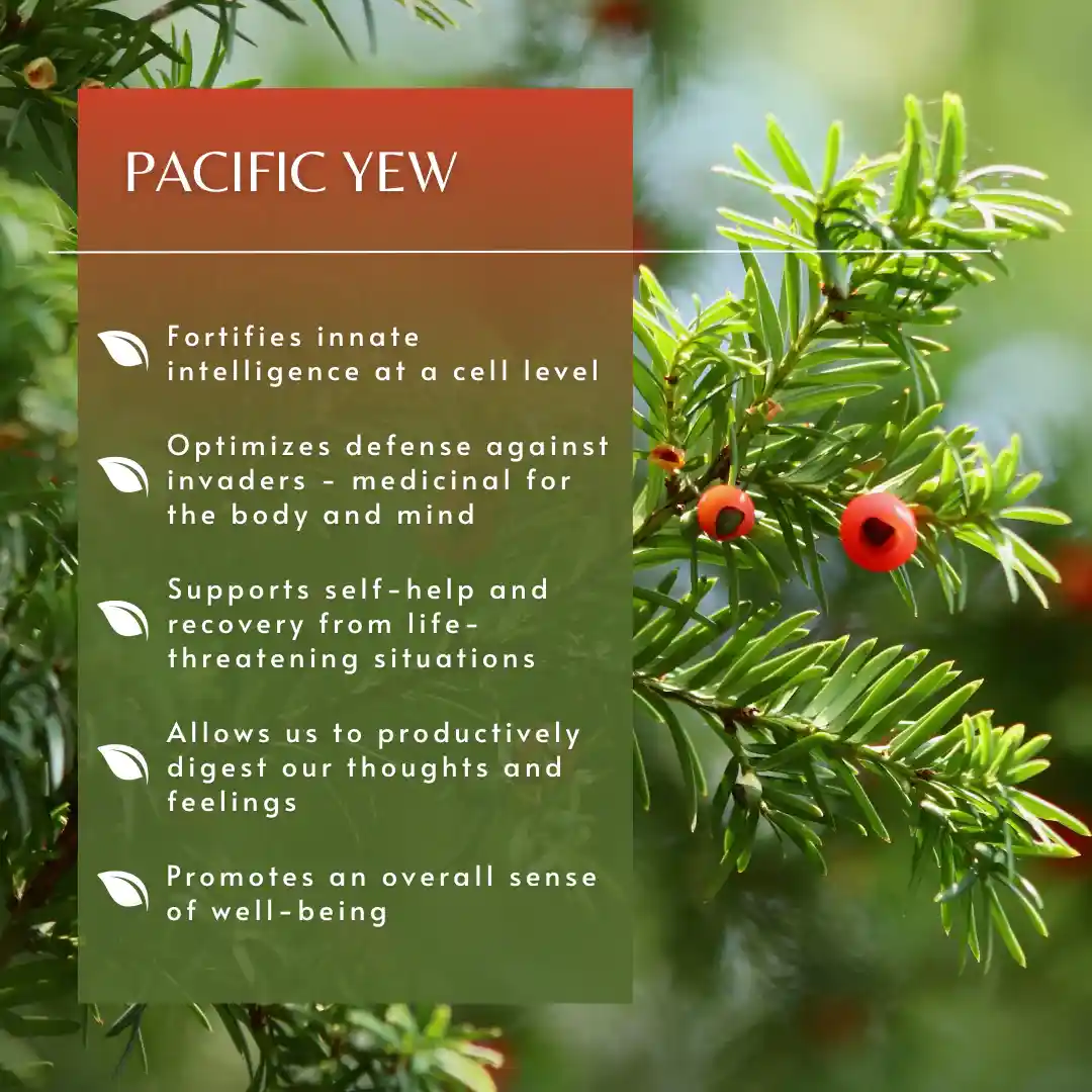 © Pacific Essences © Pacific Essences