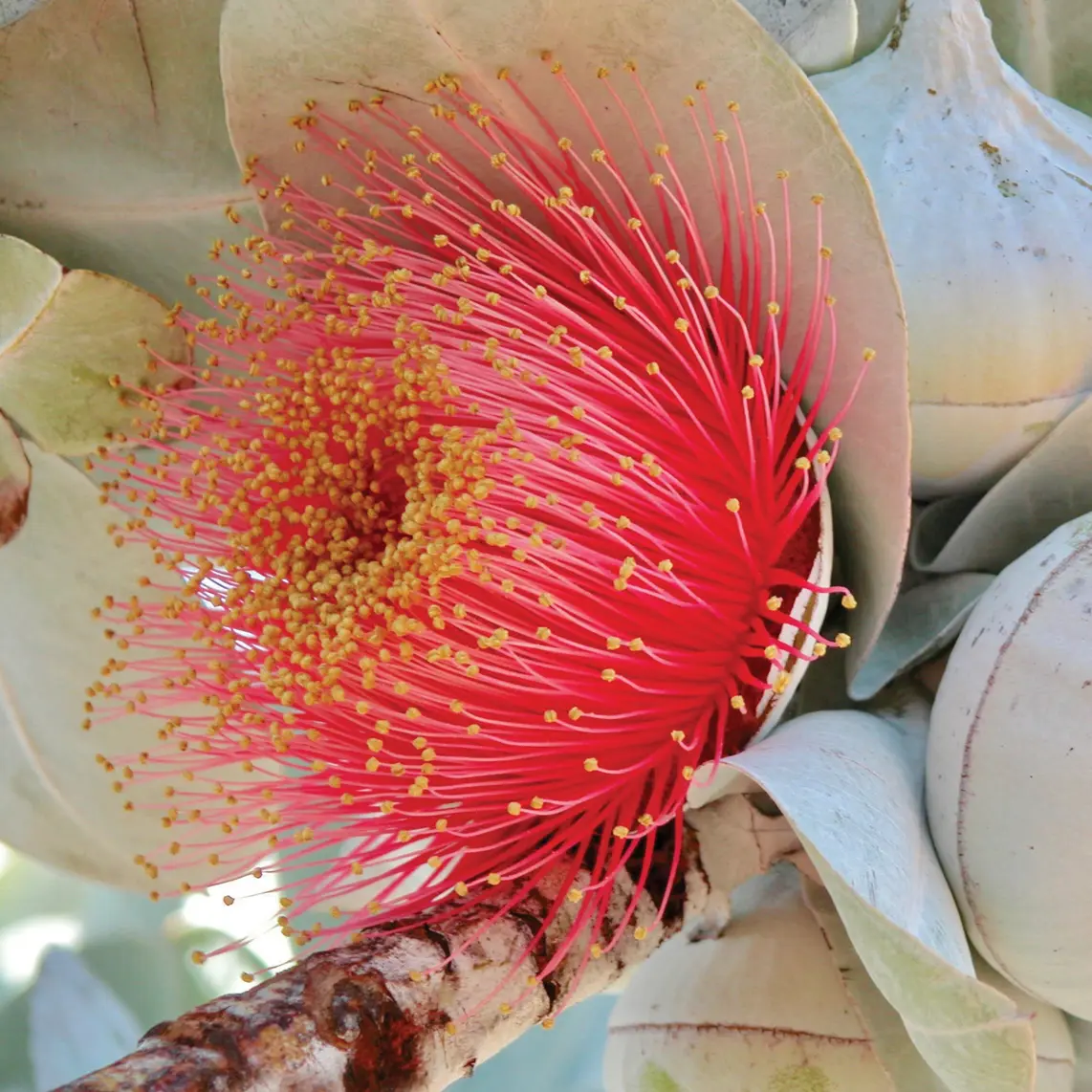 &nbsp;&copy;&nbsp;Australia Bush Flower Essences