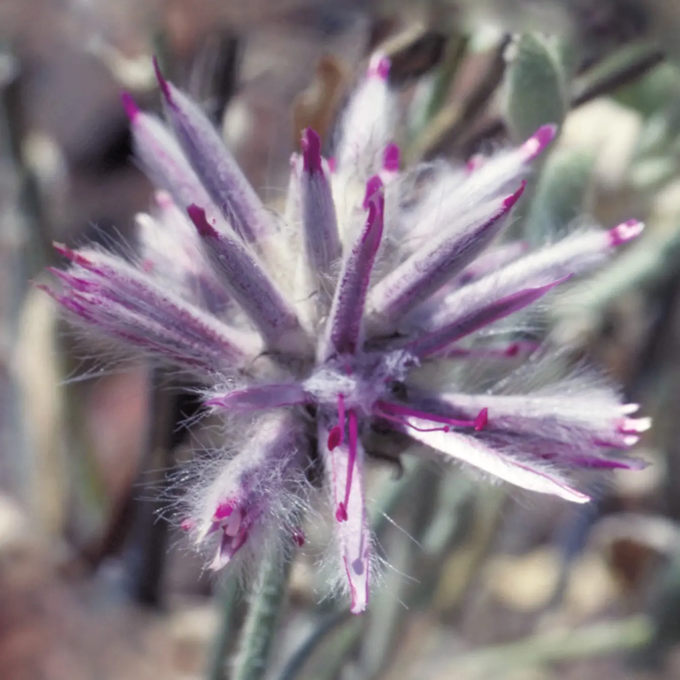 &nbsp;&copy;&nbsp;Australia Bush Flower Essences