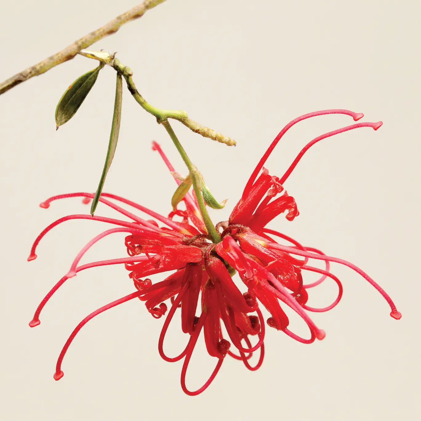 &nbsp;&copy;&nbsp;Australia Bush Flower Essences
