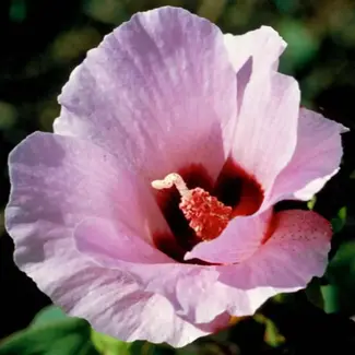 &nbsp;&copy;&nbsp;Australia Bush Flower Essences