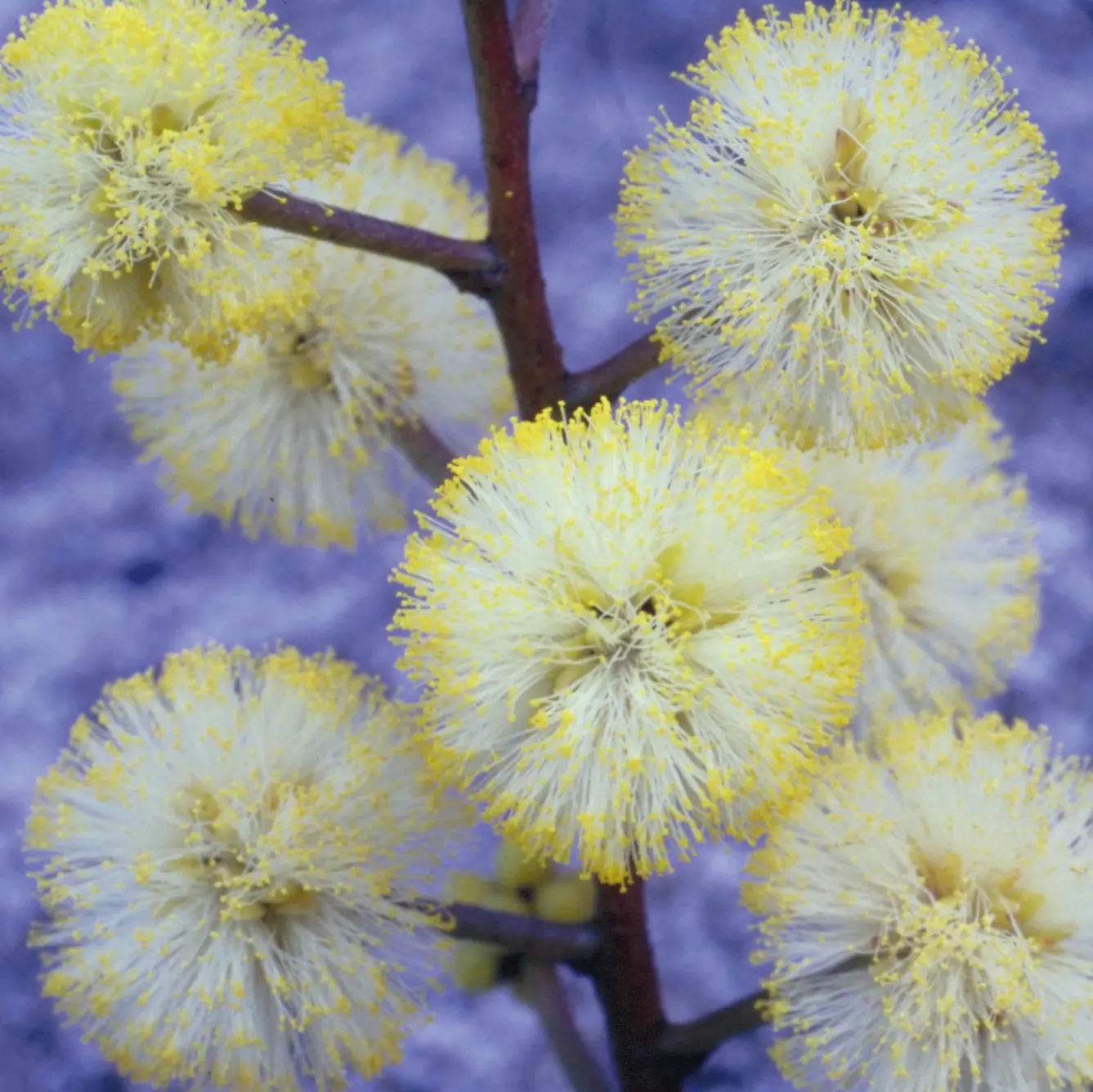 &nbsp;&copy;&nbsp;Australia Bush Flower Essences