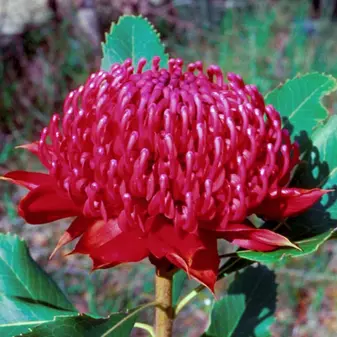 &nbsp;&copy;&nbsp;Australia Bush Flower Essences